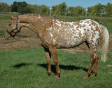 Ava Minted Design-Overall Score 7.867  Owned by Design Sport Horse