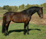 Nero's Celebrated Design-Overall Score 8.164  Owned by Design Sport Horse