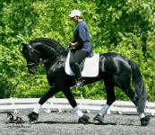 Friesian stallion-Bente D