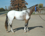 Custom Design Friesian Heritage Sport Horse Stallion