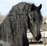 Friesian stallion-Hessel