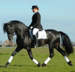 Arabo Friesian Stallion- L Dark Laes.  Contact The Friesian Ranch