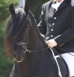 Nero Friesian Sport Horse Stallion 