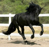 Abucas Uno Park Performance Stallion