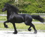 Introducing the Arabo Friesian Breed-YK Dark Otto