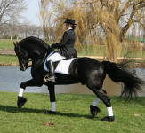 Zorro Friesian Sport Horse Stallion