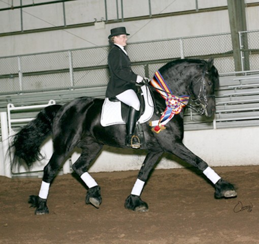 Friesian stallion Zorro