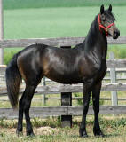 Heritage Horse-Saving Grace-Friesian/Arab Owned by Laura Durston