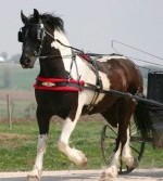 Tuxedo-Friesian Heritage-Pinto by Celtic Submitted by Awesome Sport Horses