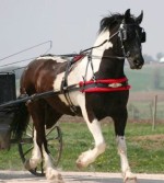 Tuxedo-Friesian Heritage-Pinto by Celtic