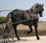 Friesian Heritage & Percheron by Celtic