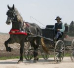 Friesian Heritage-Percheron by Celtic 