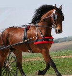 Friesian Heritage-Quarter Horse by Celtic 