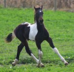 Friesian Heritage colt by Marco. Owned by Awesome Sport Horses
