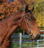 Friesian X Appaloosa Gelding 