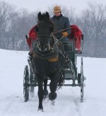 Purebred Friesian Stallion-Mario Owned by Awesome Sport Horses