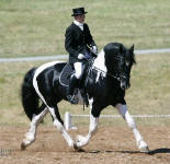 Orca Friesian Heritage Sport Horse Stallion