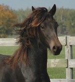 3/4 Friesian X 1/4 Thoroughbred Colt.