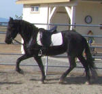 Kali Friesian mare owned by Black Horse Equestrian