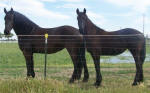 Friesians of Black Horse Equestrian