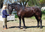 Kali Friesian mare owned by Black Horse Equestrian