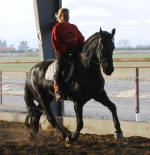 Susie Solomon-Black Horse Equestrian-riding Kali-Friesian mare