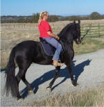 Susie Solomon-Black Horse Equestrian-riding Kali-Friesian mare