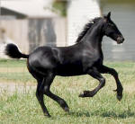 Zafira-Friesian Filly-Inspection Champion-Susie of Black Horse Equestrian